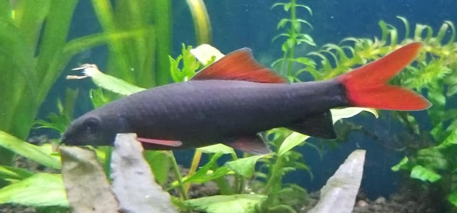 Epalzeorhynchos bicolor Red Tailed Shark