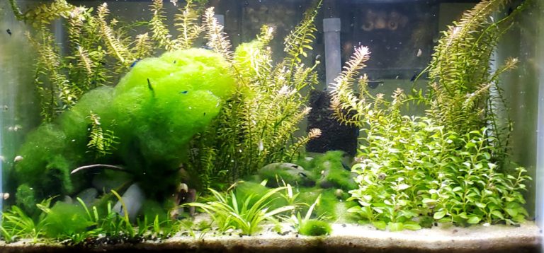 16.2.3. Algae in Low Tech Planted Aquariums