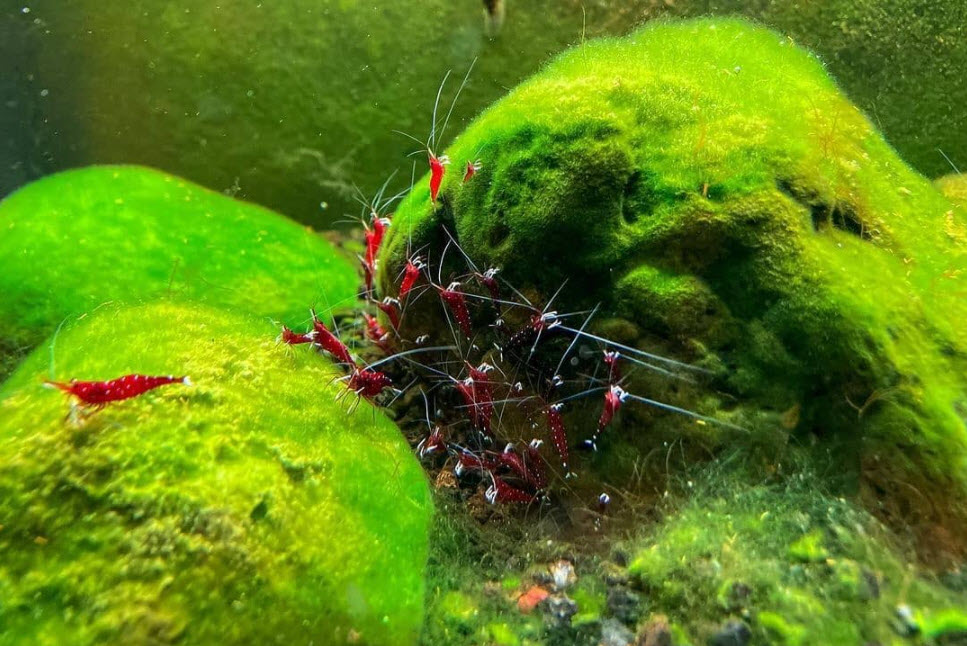 17.10. Aquarium Shrimp
