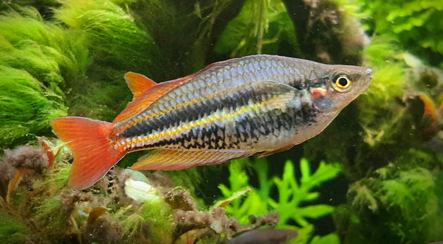 Melanotaenia splendida Red Tailed Rainbowfish