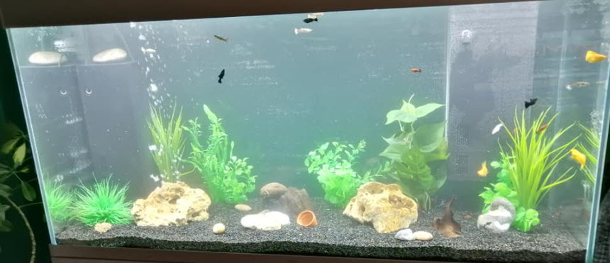 cloudy water in an aquarium