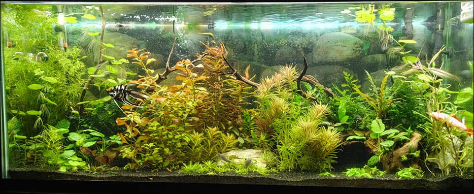 Aquasoil Substrate in a Planted Aquarium
