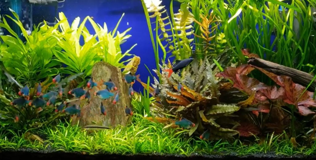 Recommendations for a Planted Aquarium