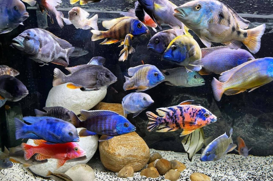Malawi Cichlid Aquarium