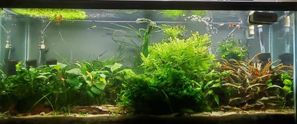 Substrates for a Planted Aquarium