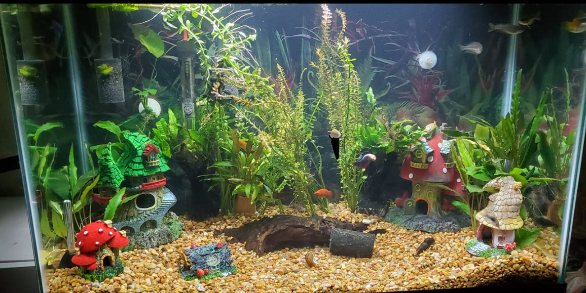 Beginner Aquarium