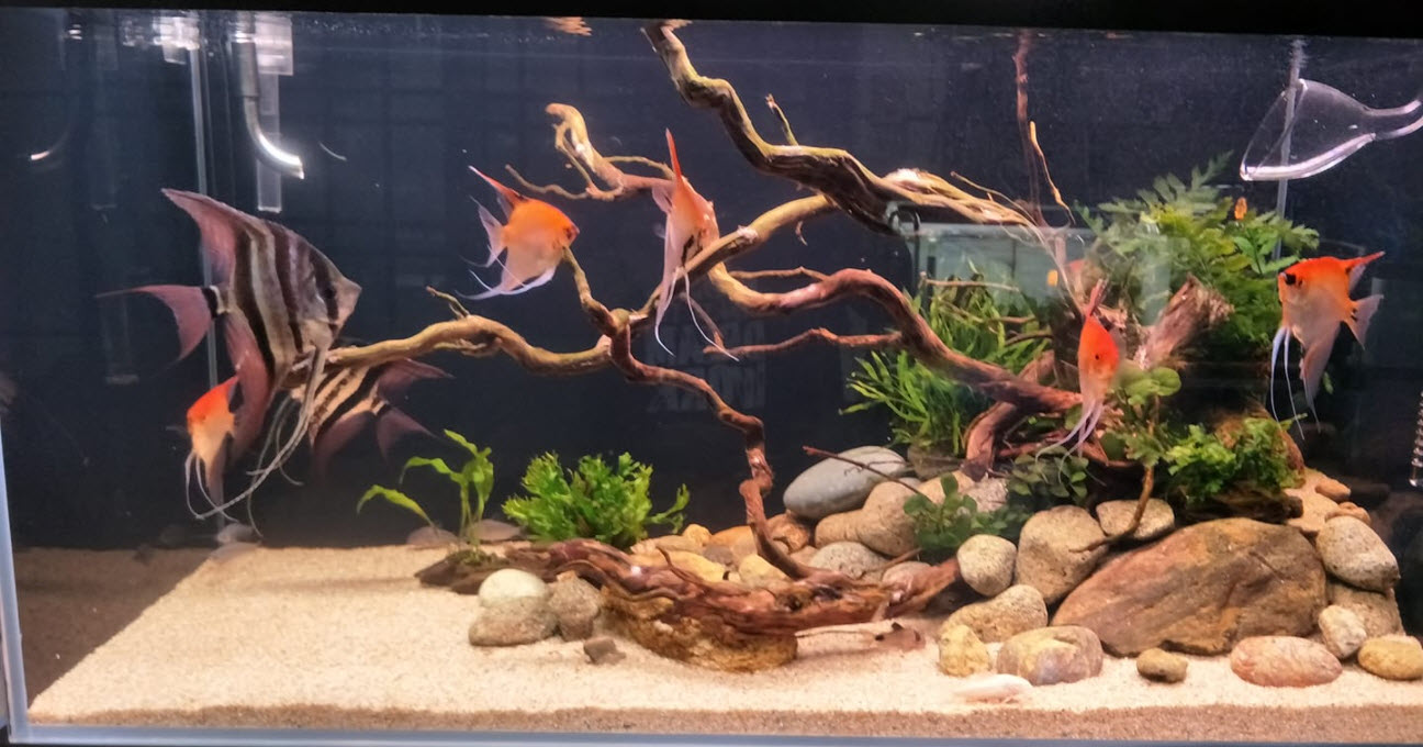 Beginner Aquarium