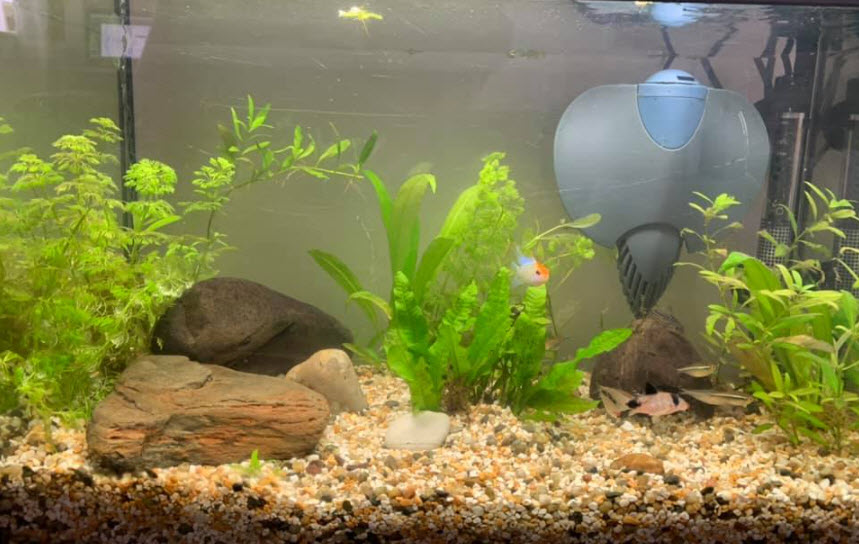 Beginner Aquarium