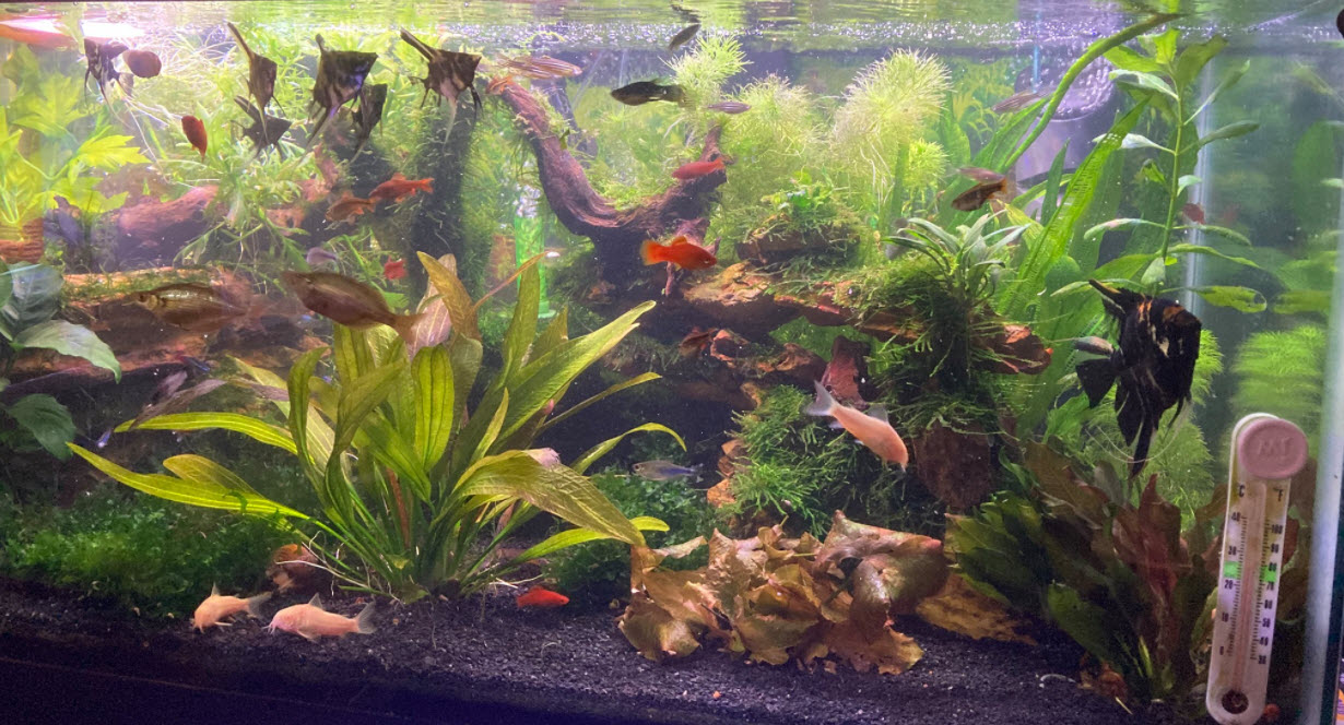 Beginner Fish and Plant Aquarium