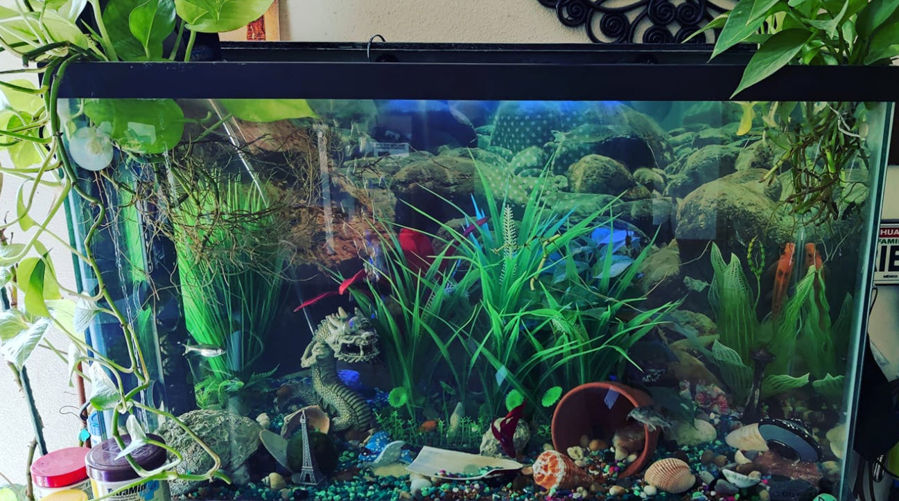 Beginner aquarium