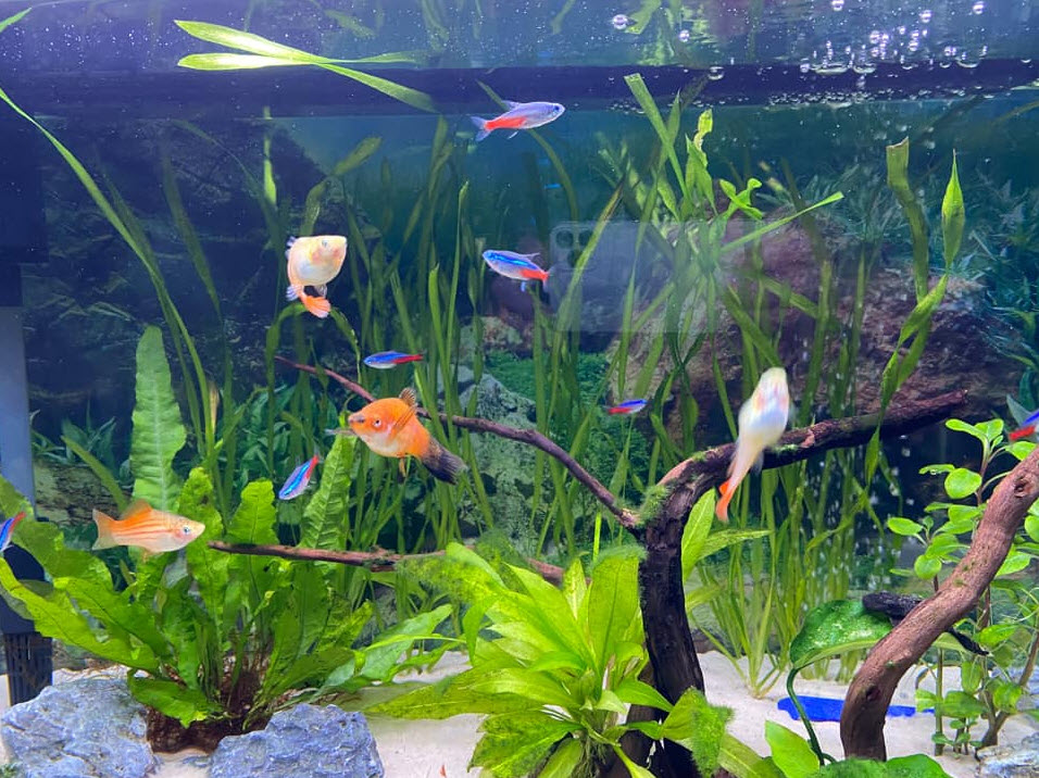 Beginner aquarium