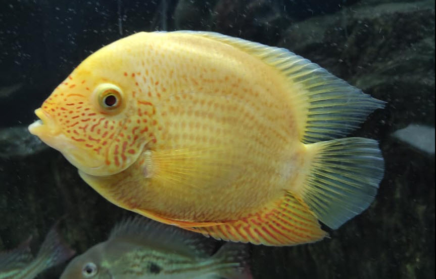 Heros severus Red Spotted Severum