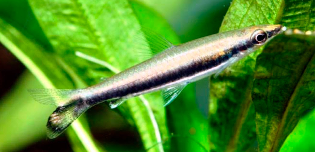 Nannostomus unifasciatus Lined Pencilfish
