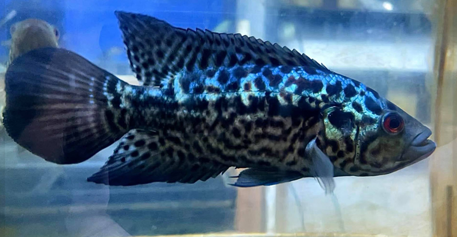 Parachromis motaguensis Hybrid Electric Blue Jaguar Cichlid