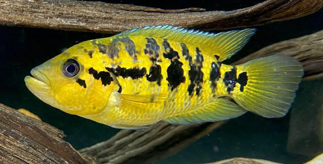 Parachromis multifasciatus