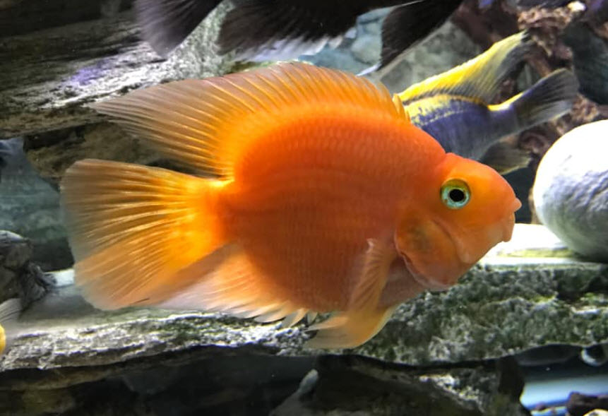 Parrot Hybrid Cichlid