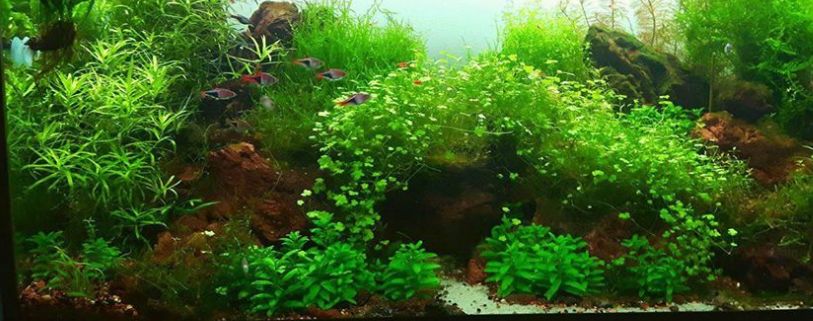 Planted Aquarium 16