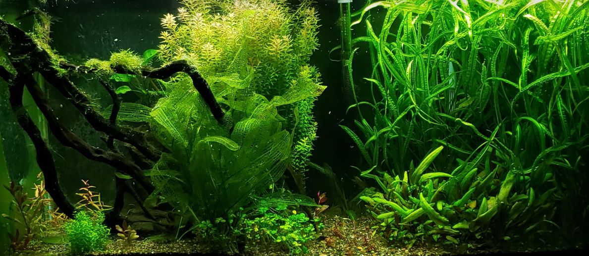 Planted Aquarium 17