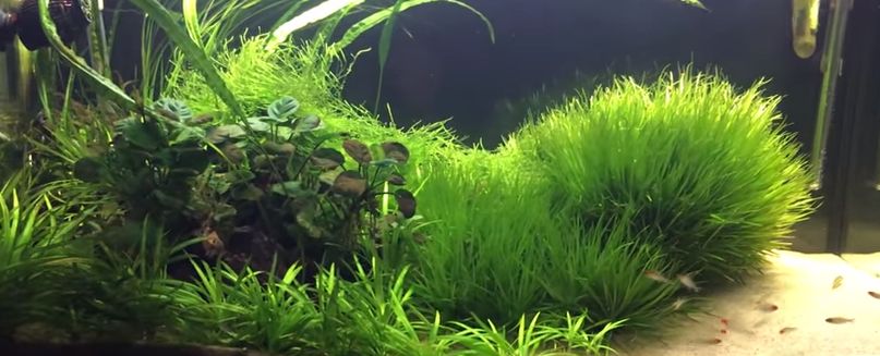 Planted Aquarium 20