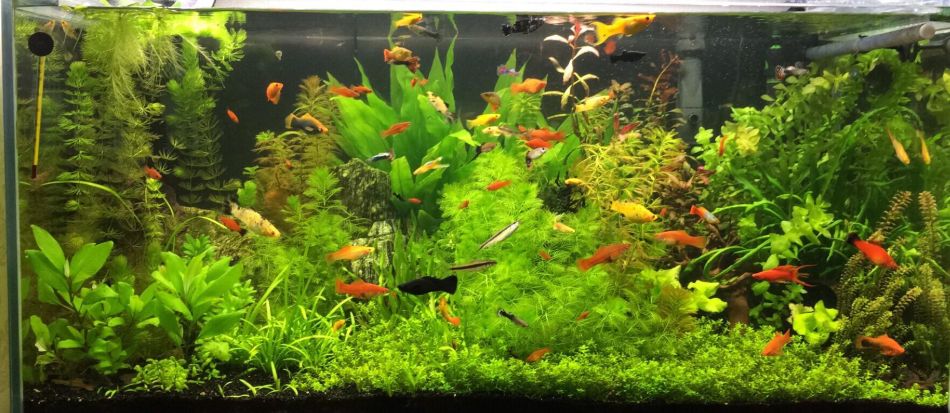 Planted Aquarium 21