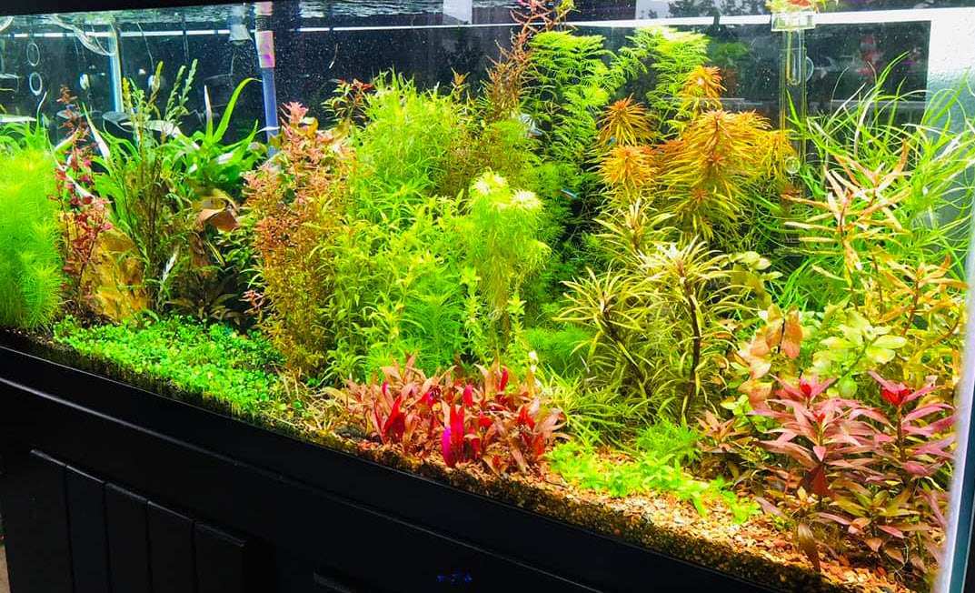 Planted Aquarium 22
