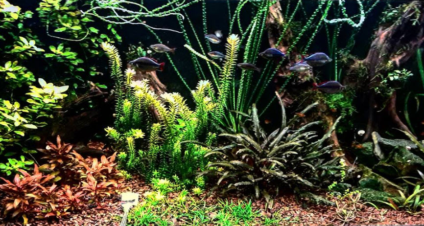 Planted Aquarium 24