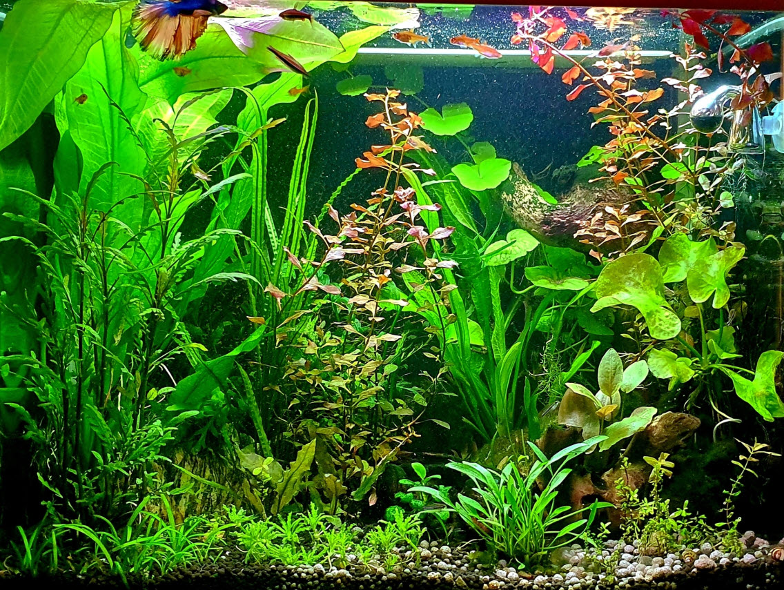 Planted Aquarium 25