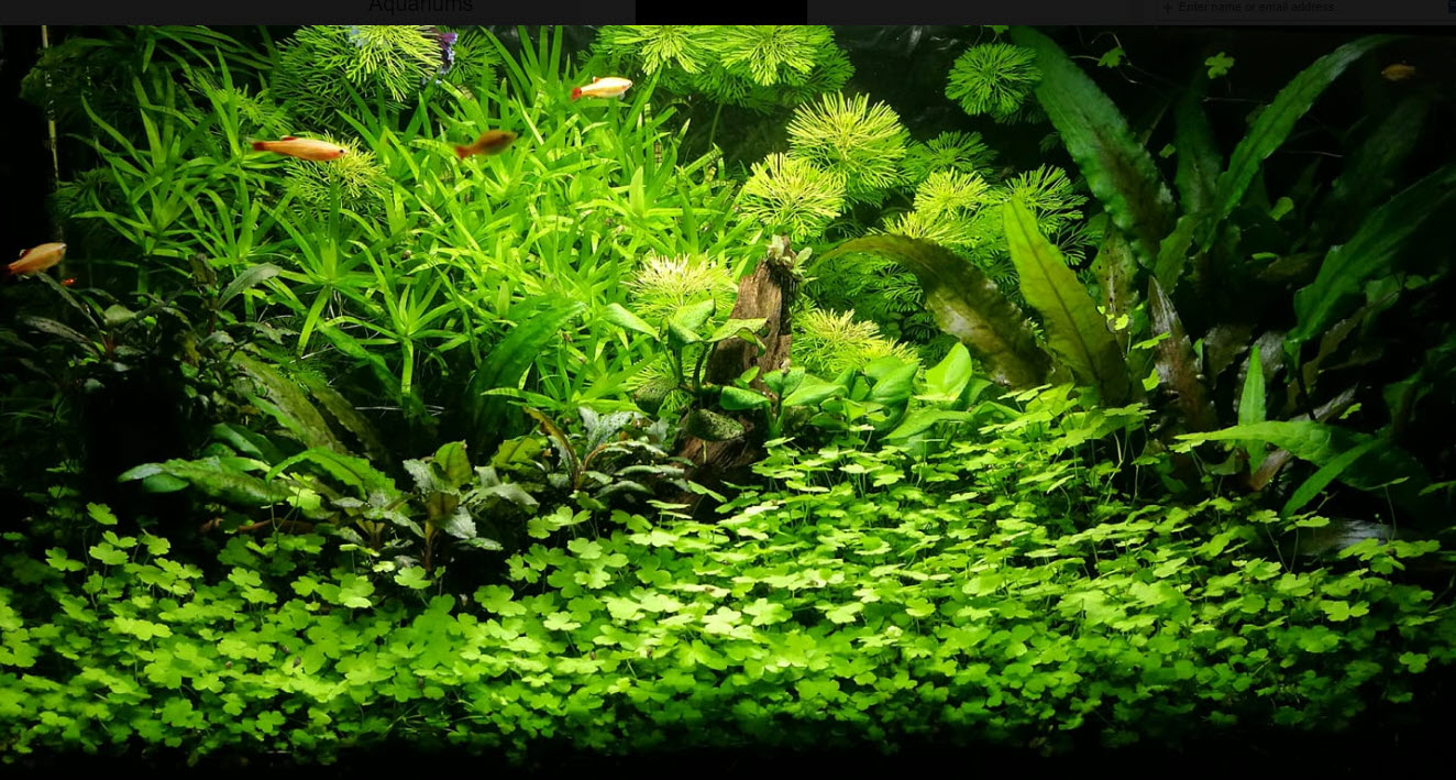 Planted Aquarium 26