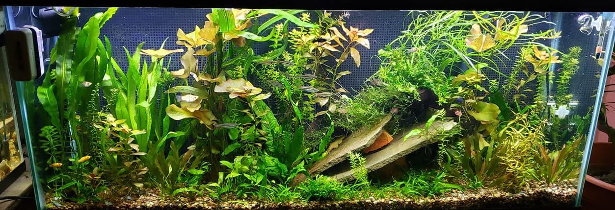 Planted Aquarium 27