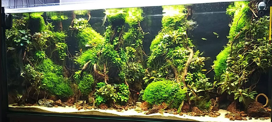 Planted Aquarium 28