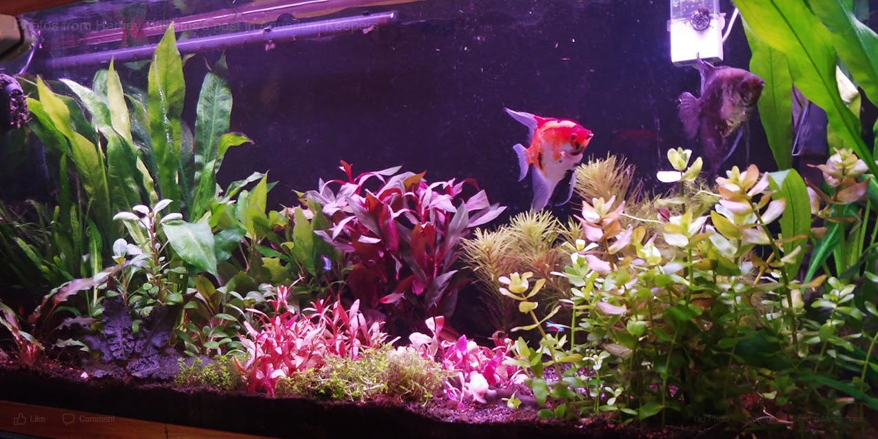 Planted Aquarium 29
