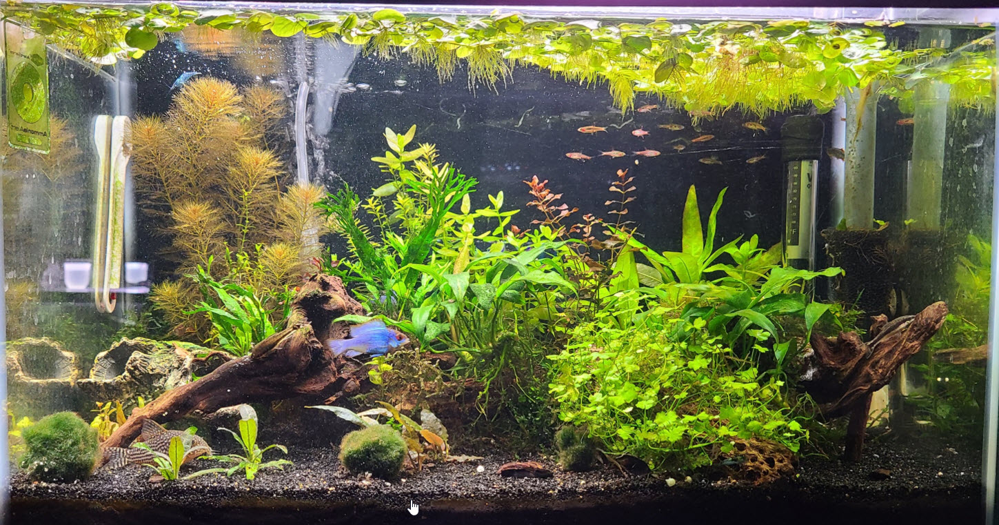 90 Gallon Jungle TankLow-Light, High-Tech