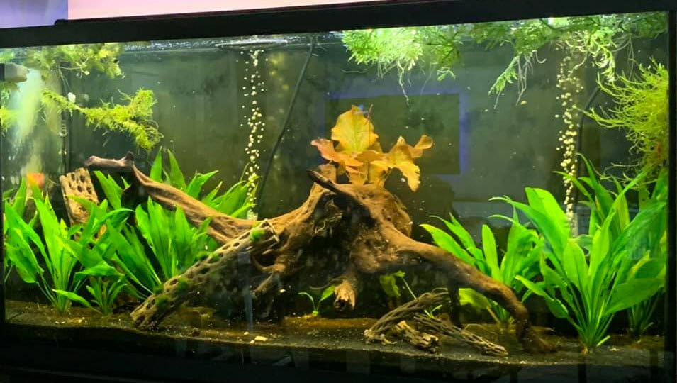 Full tank photo planted about 1+ week ago : r/Aquariums