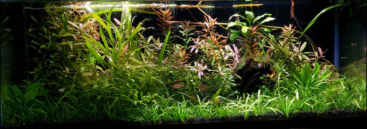 90 Gallon Jungle TankLow-Light, High-Tech