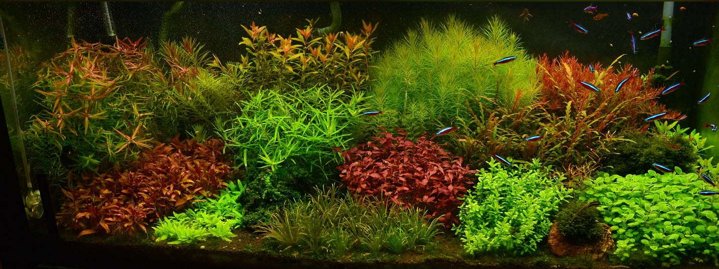 Planted Aquarium 1