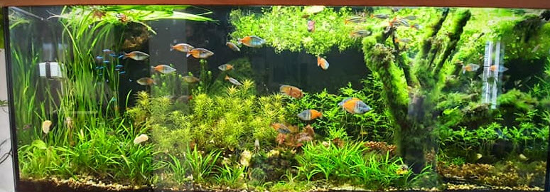 Planted Aquarium 2