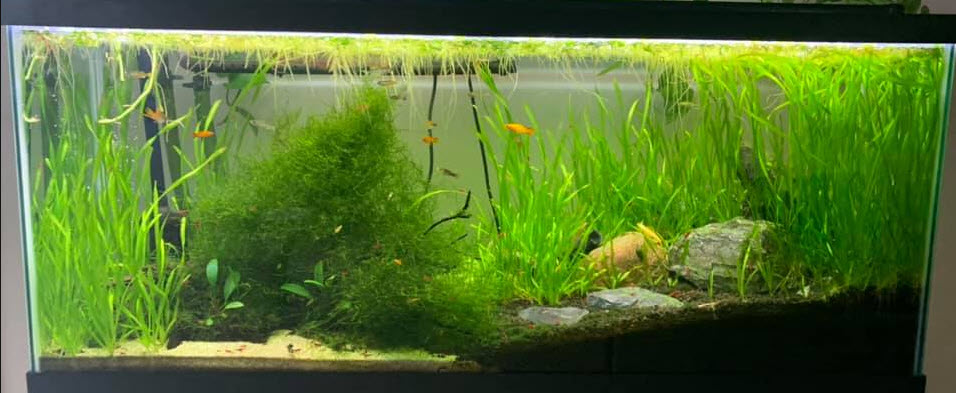 Planted Aquarium 3