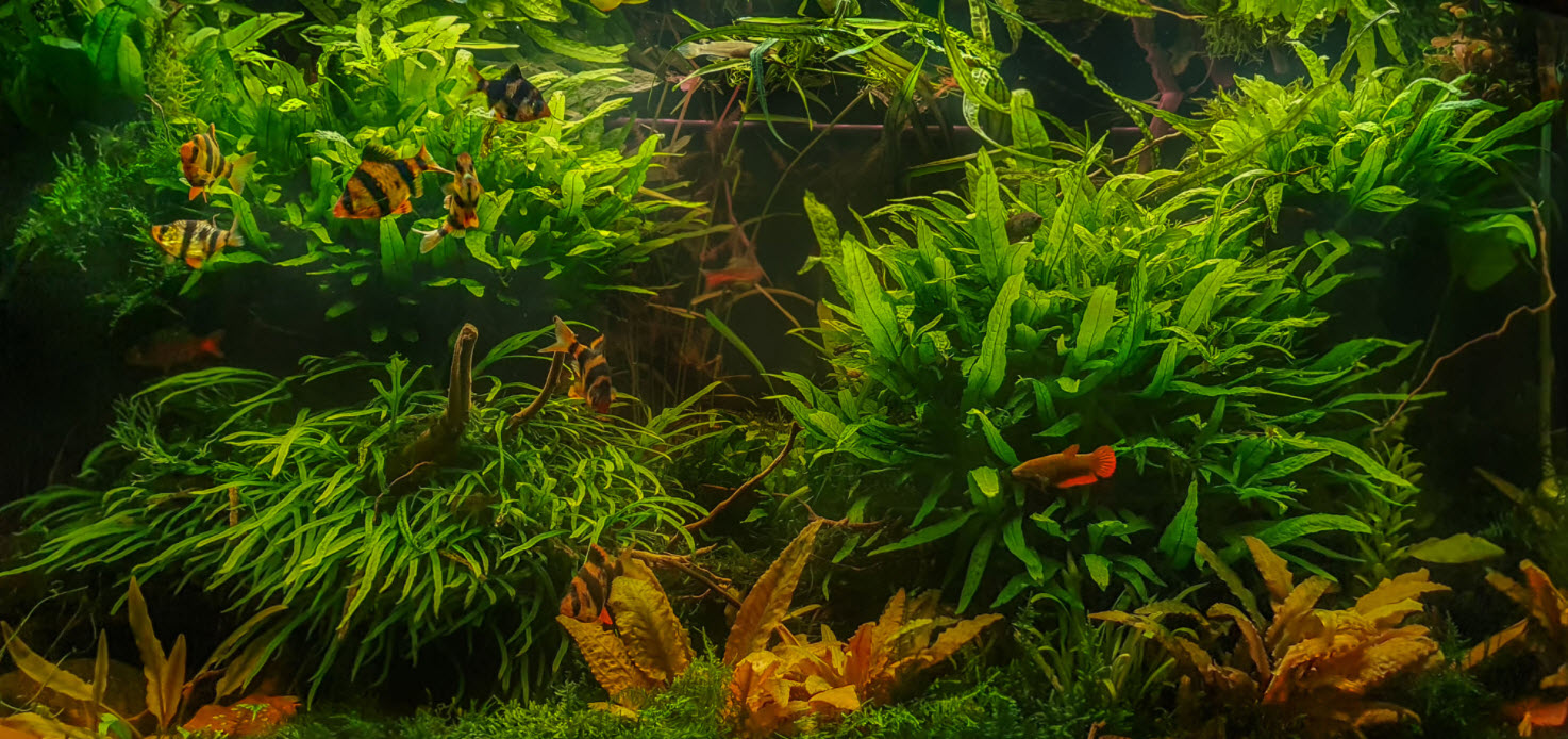 Planted Aquarium 4