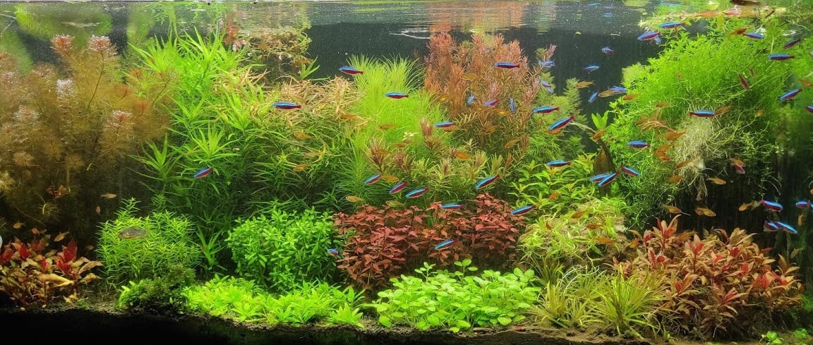 Planted Aquarium 5