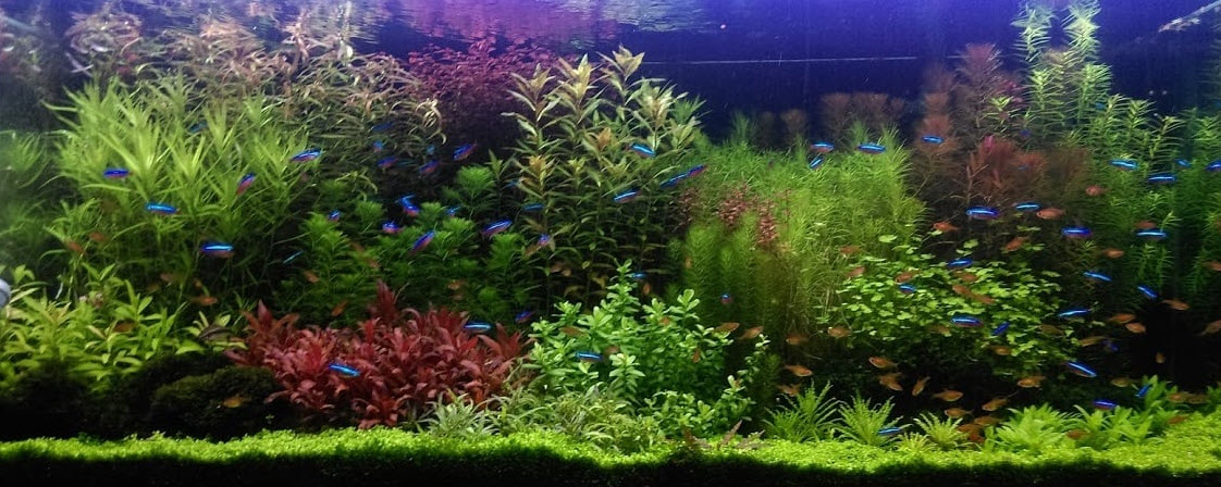 Planted Aquarium 6