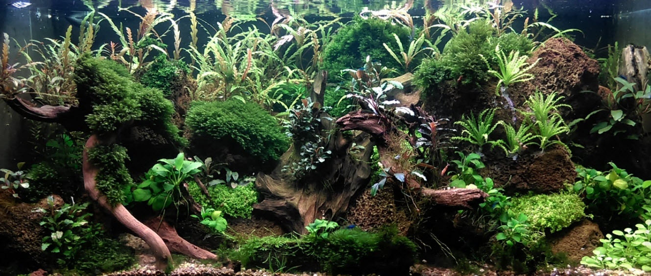 Planted Aquarium 7