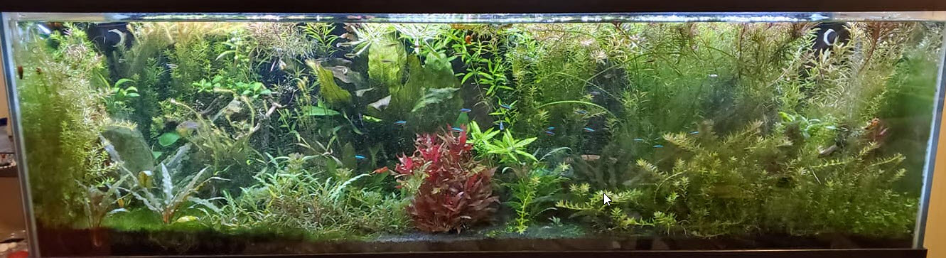 Planted Aquarium 8
