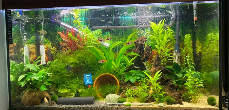 Planted Aquarium 9