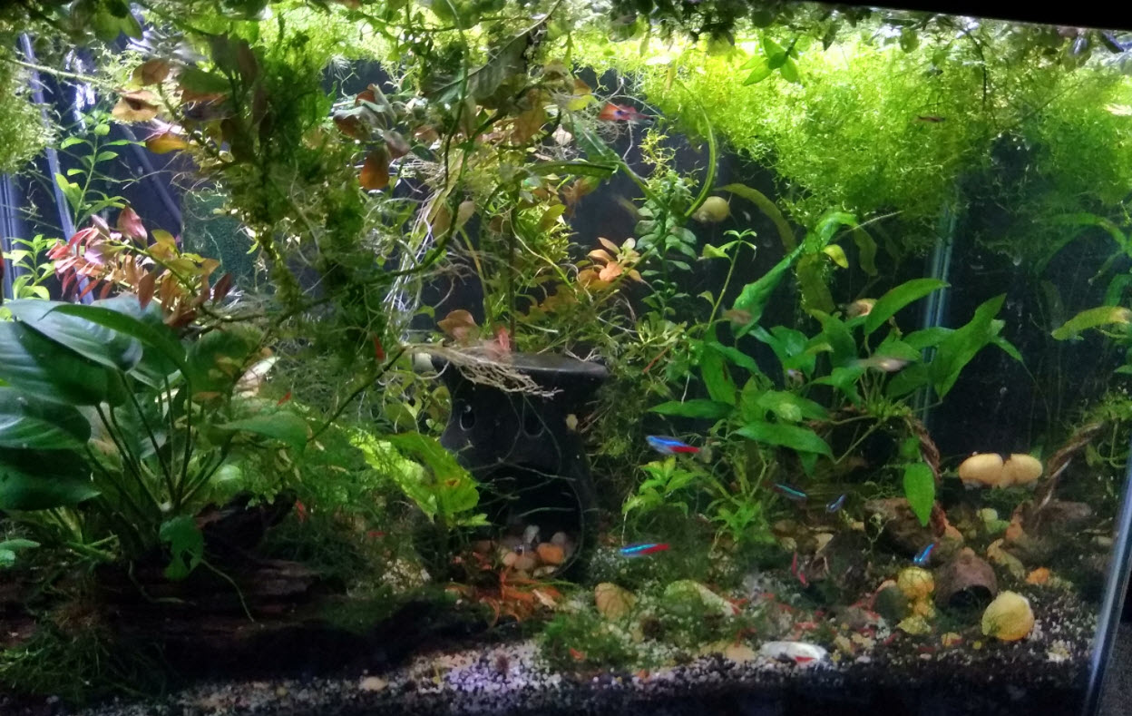 Planted Aquarium 10
