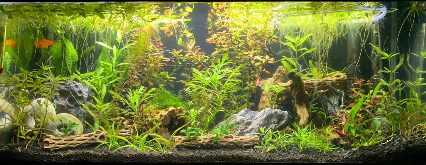 Planted Aquarium 11