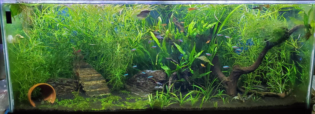 Planted Aquarium 14