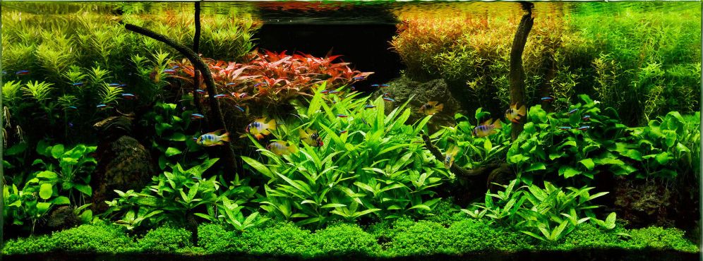 Planted Aquarium 15