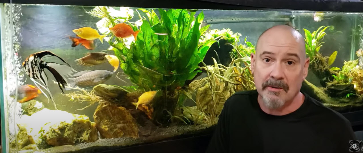 Dan's "Mature" Aquarium