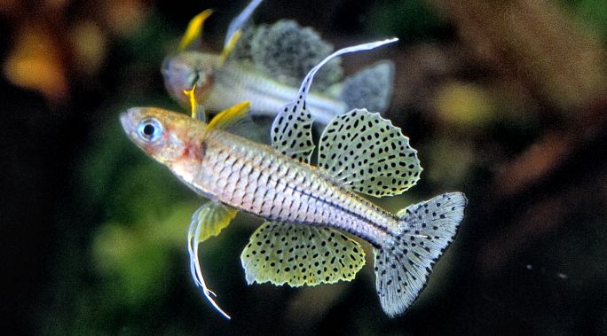 Pseudomugil gertrudae, spotted blue eye rainbowfish