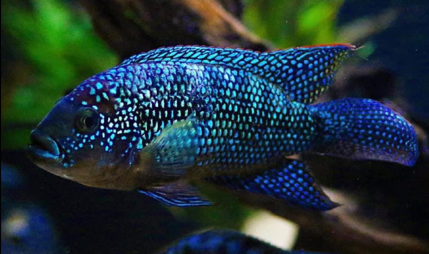 https://aquariumscience.org/wp-content/uploads/2021/10/Rocio-octofasciata-Jack-Dempsey-electric-blue-53.jpg